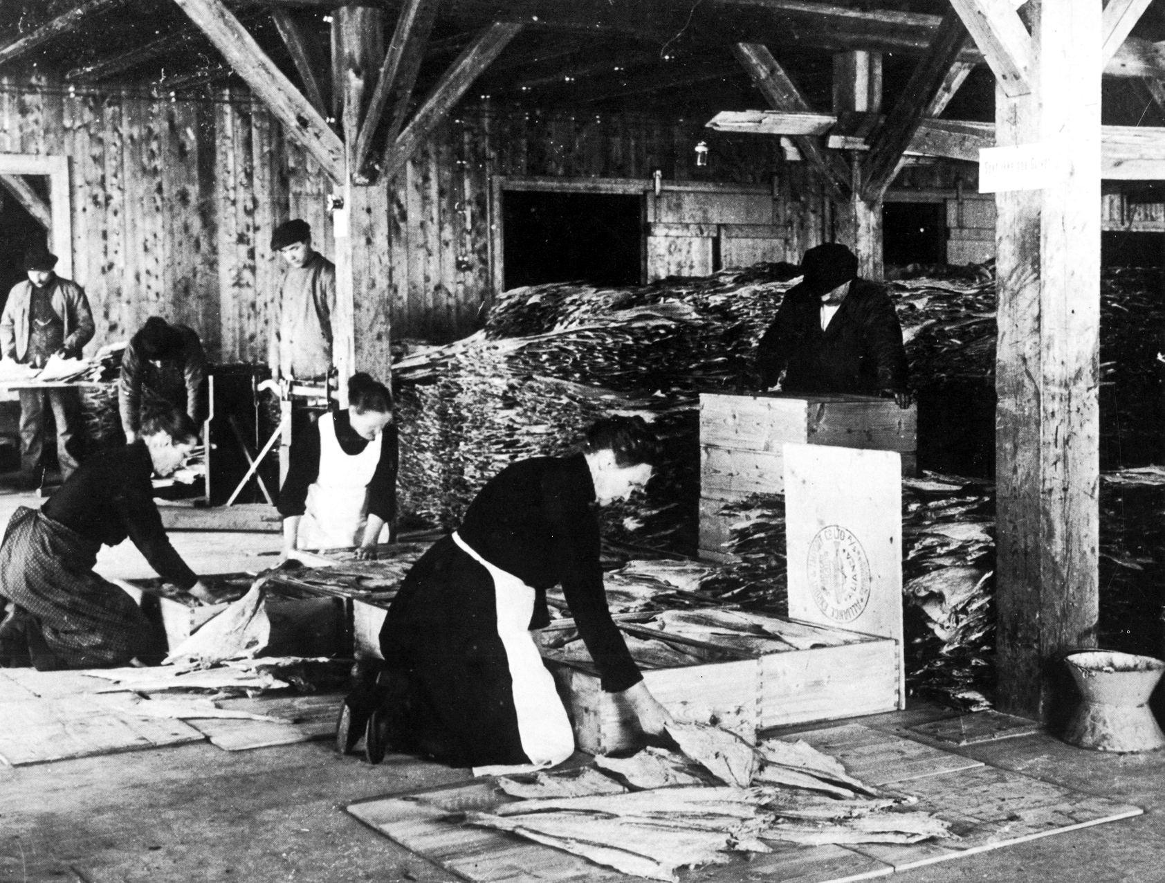 Archive photograph: workers sorting dried salted fish by hand in a timber-framed warehouse, with stacks of klippfisk and packing crates behind